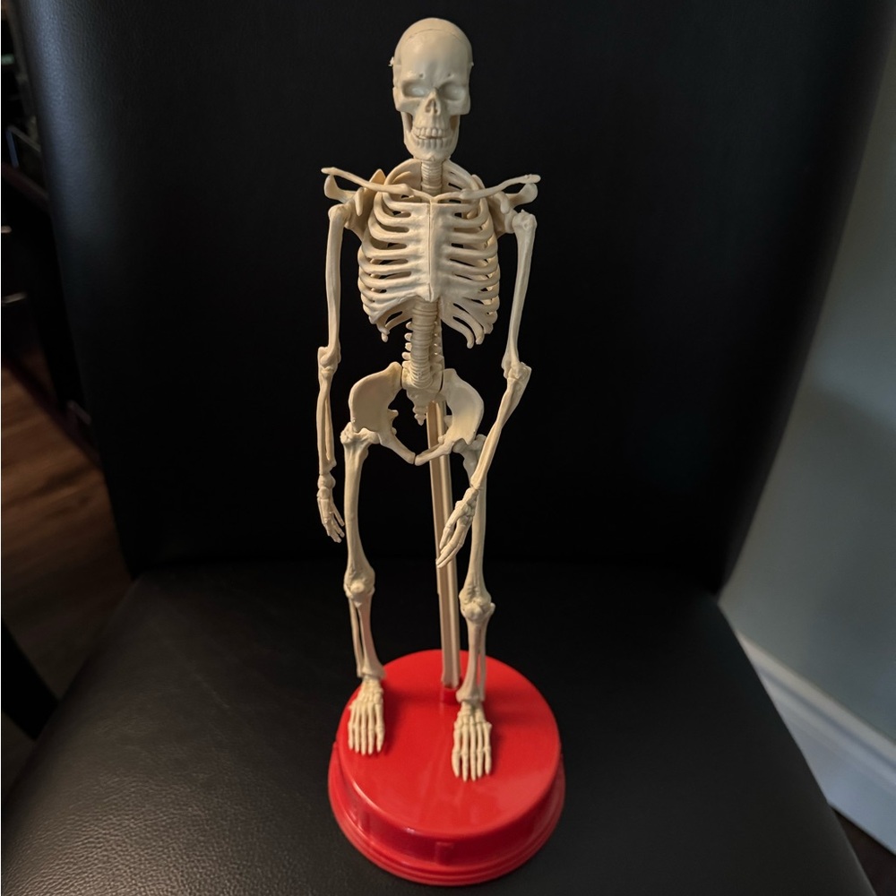 Human Anatomy Models - Picture 5 of 10